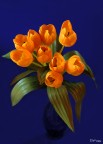 orange flower in blue atmosfere ..