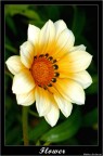 Flower Flower
