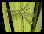 Anax imperator Anax imperator