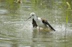 Maremma...mi hanno fatto un gavettone! Maremma...mi hanno fatto un gavettone!
