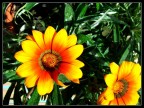 Fiore Fiore