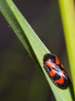 Cercopide vulnerata Cercopide vulnerata
