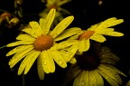 flower power flower power
