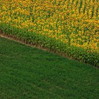 300d + Nikon 135 F2.8