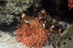 nemo nemo