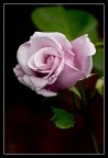 Semplicemente Rosa Semplicemente Rosa