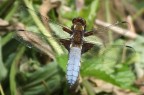 Libellula.
