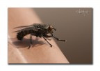 MoScA MoScA