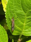 Mosca scorpione femmina Mosca scorpione femmina