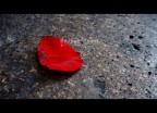 Broken Heart Broken Heart
