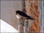 rondinellona rondinellona