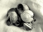 Conchiglie Conchiglie