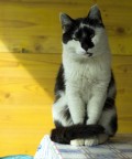 Gatto! Gatto!