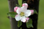 Fiore di pero Fiore di pero