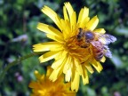 Ape su fiore Ape su fiore