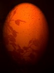 Egg 'n Roses Egg 'n Roses