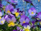 violette violette