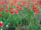 Sguardo rosso (Papaver rhoeas)