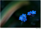 Colori Colori