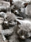 Gatti Gatti