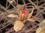 orchidea orchidea