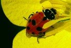 Vita da coccinelle... Vita da coccinelle...