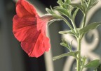 rosso rosso
