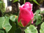 bocciolo di rosa bocciolo di rosa