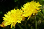 Semplicemente giallo....