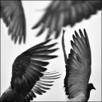 Fly Fly