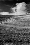 grano grano