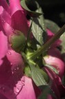 peonia3