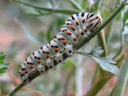 Bruco di Papilio Machaon