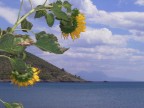 girasole al mare 2 girasole al mare 2