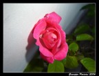 Una rosa