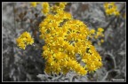 fiori 2 fiori 2