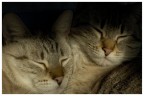 zzz...... zzz......