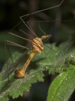 Tipula paludosa (maschio)