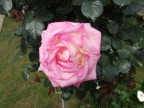 rosa... rosa rosa... rosa