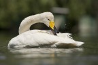 cigno cigno