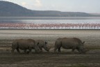 White Rhinos White Rhinos