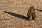 Baboon from Nakuru Baboon from Nakuru