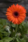 fiore fiore