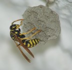 perch� nn riesco ad avere immagini nitide?

foto scattata a 1/200, f:4, 210mm, iso 800, flash 1/200