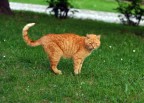 gattone incazzoso 2 gattone incazzoso 2
