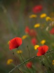 poppies