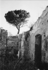 albero 'chiave' tra i ruderi albero 'chiave' tra i ruderi
