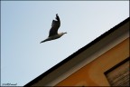 Volo libero Volo libero