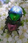 SigRa Rossi e Sig Verdi SigRa Rossi e Sig Verdi