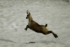 Il salto Il salto